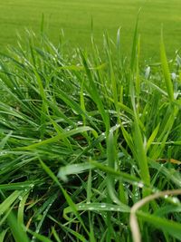 Close-up of fresh green grass in field