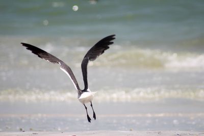 Seagull flying over water