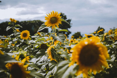 Close-up of yellow flowering plant on field