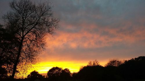 Silhouette of trees at sunset