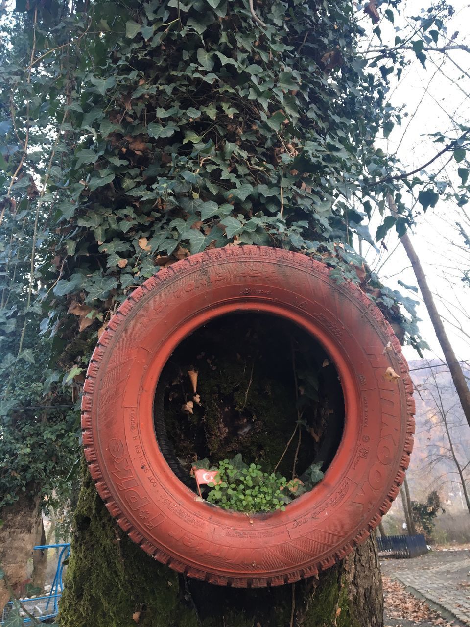 CLOSE-UP OF ABANDONED POTTED PLANT ON WOODEN WALL