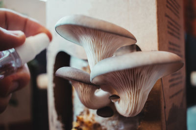 Close-up of person holding mushroom