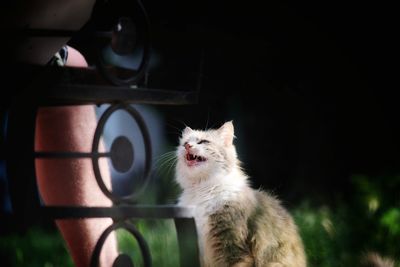 Portrait of a cat looking away