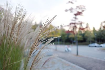 Close-up of plant against blurred background