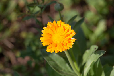 Close-up of yellow flowering plant