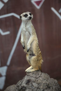 Close-up of meerkat on rock