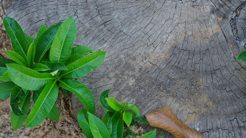 High angle view of leaves on tree trunk