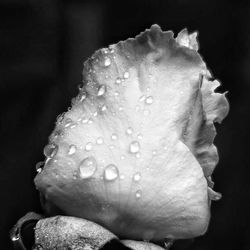 Close-up of water drops on rose