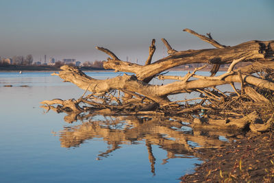 Several fallen tree trunks lie on the bank and in the water of the river