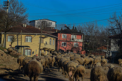 Flock of horses on field