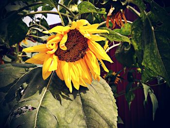 Close-up of sunflower blooming outdoors