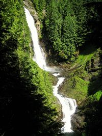 View of waterfall along trees