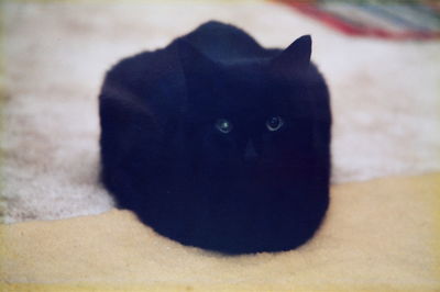 Close-up of cat