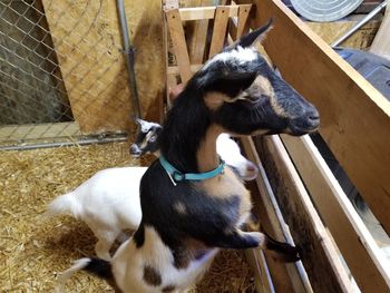 High angle view of two dogs on fence