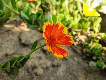 Close-up of orange flower on plant