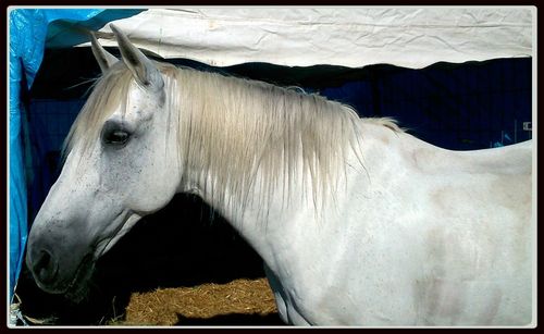 Close-up of horse