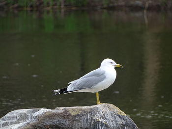 Seagull perching on rock