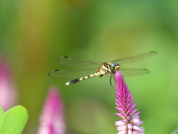 Close-up of butterfly pollinating on purple flower