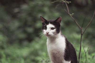 Close-up portrait of cat