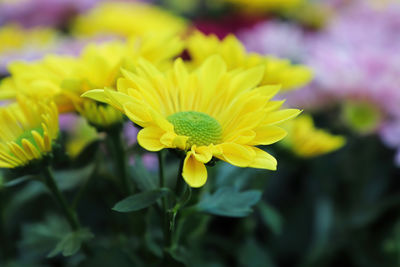 Close-up of yellow flowering plant