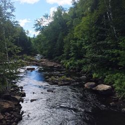 River flowing through forest