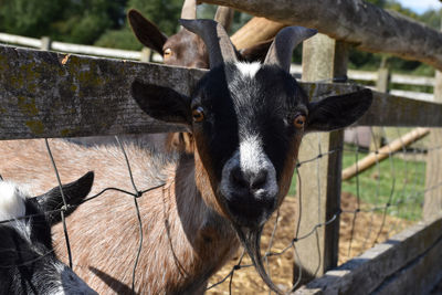 Portrait of goat in pen