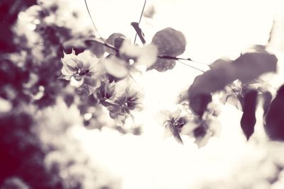 Close-up of flowers on tree