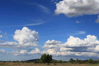 Low angle view of trees on land against blue sky