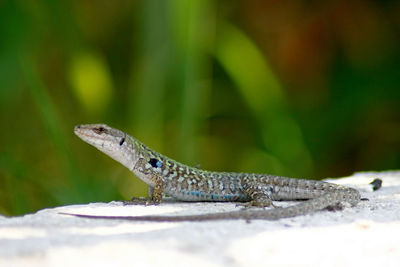 Close-up of lizard