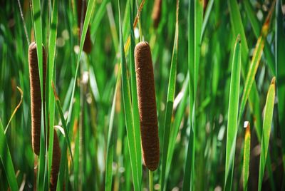 Close-up of plant on field