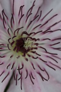 Macro shot of flower