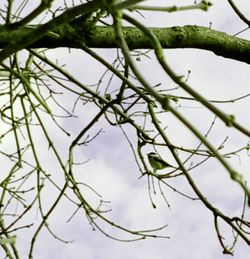 Close-up of leaves on twig