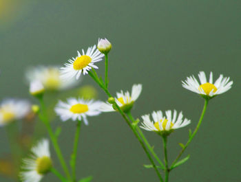 Close-up of white daisy flowers