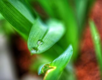 Close-up of water drop on grass