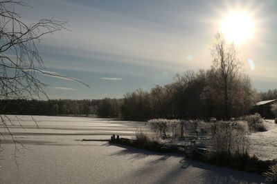 Sun shining through trees