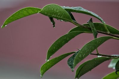 Close-up of wet plant leaves