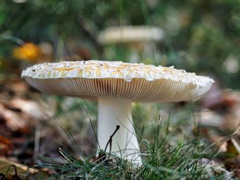 Close-up of mushrooms growing in forest