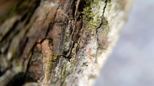 Close-up of tree stump