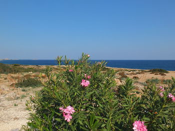 Flowering plants by sea against clear sky