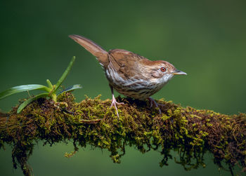 Close-up of bird perching on branch