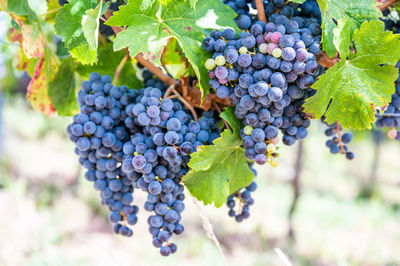 Close-up of grapes growing in vineyard