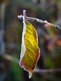 Close-up of maple leaf during autumn