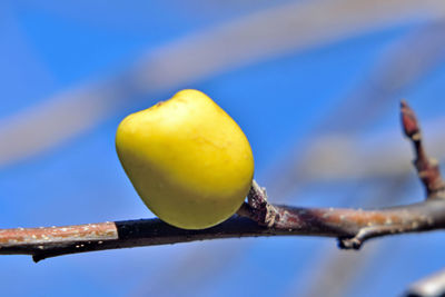 Close-up of fruit on tree against blue sky