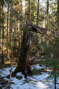 Trees in forest