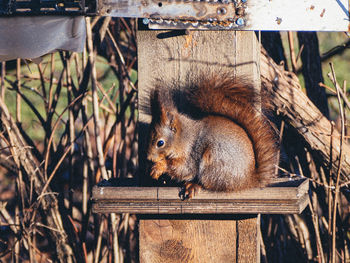 Close-up of squirrel stealing food from birds