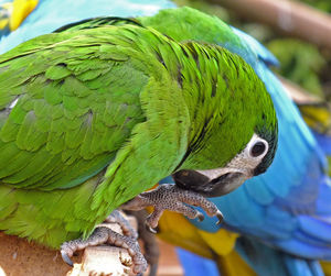 Close-up of parrot perching