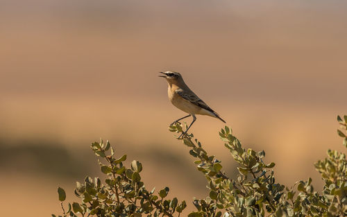 Close-up of bird perching on a plant