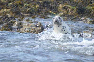 View of lion in sea