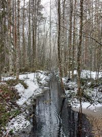 Bare trees in forest during winter