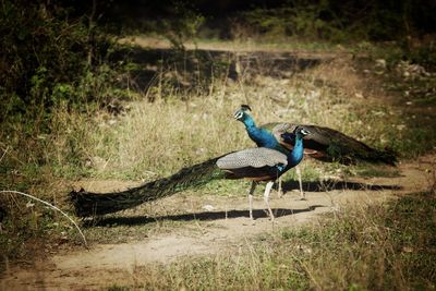 Bird on field